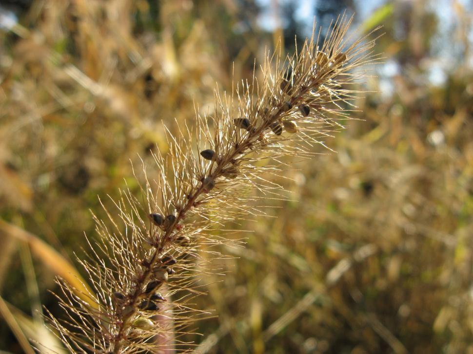 Free Image of Abundant Leaves of a Close-Up Plant 