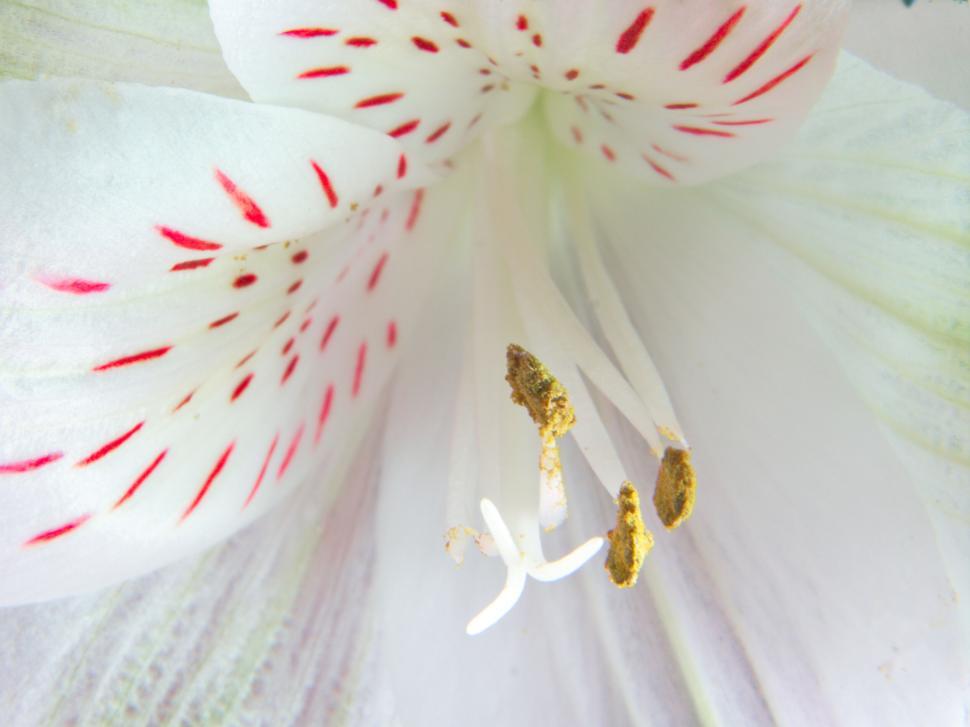 Free Image of Close-up of white flower petals with spotted red lines 