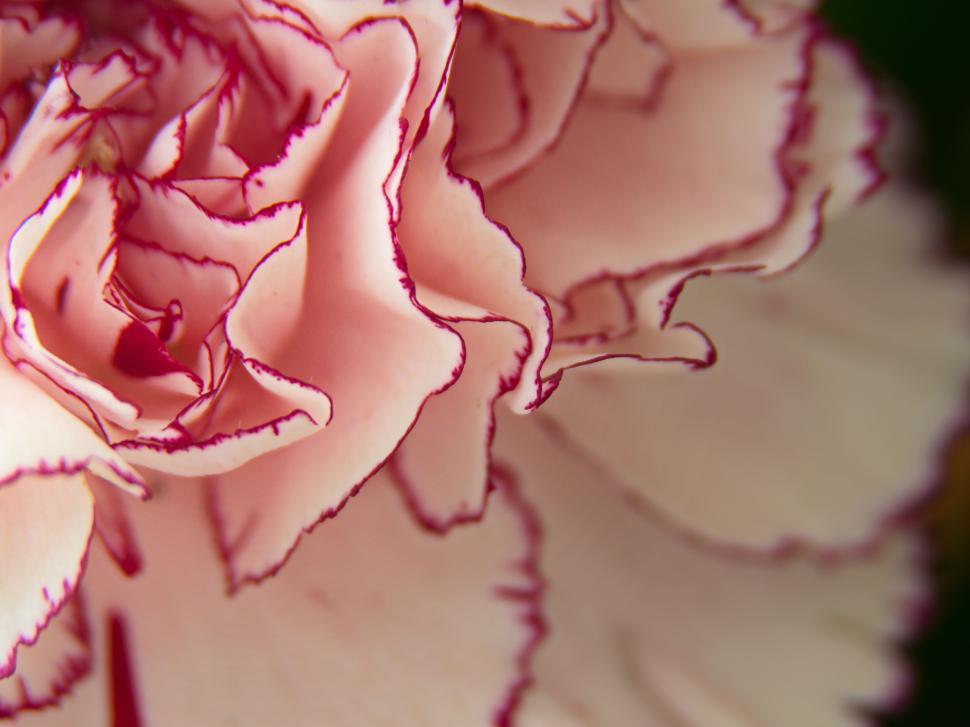 Free Image of Close-up of a pink carnation with red edges petals 