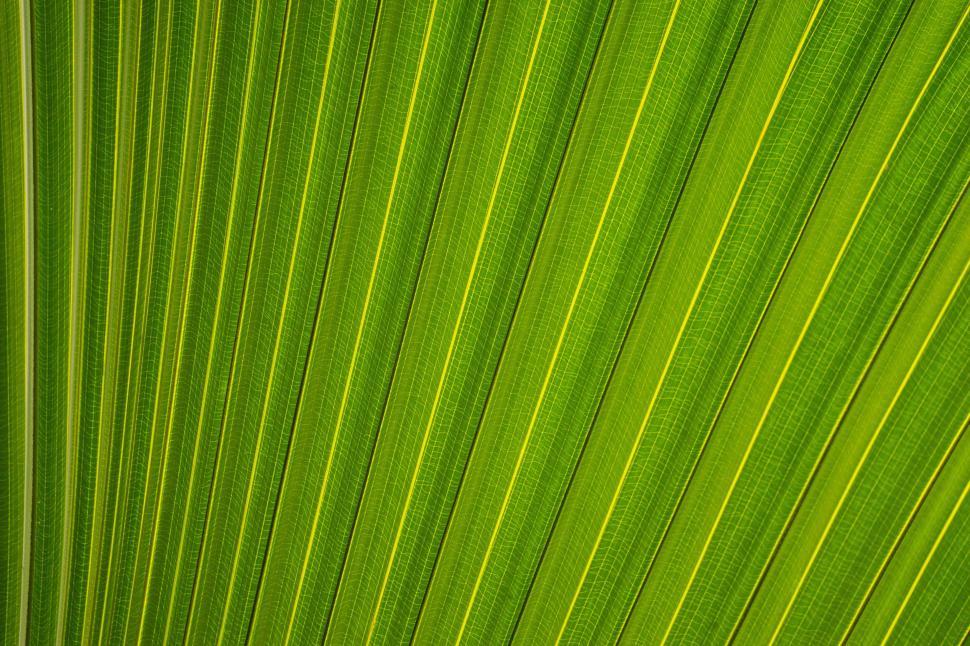 Free Image of Close-up green leaf with yellow veins striking patterned 