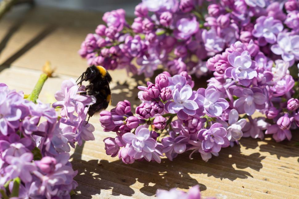 Free Image of Bee Collecting Nectar on Beautiful Purple Lilac Flowers 