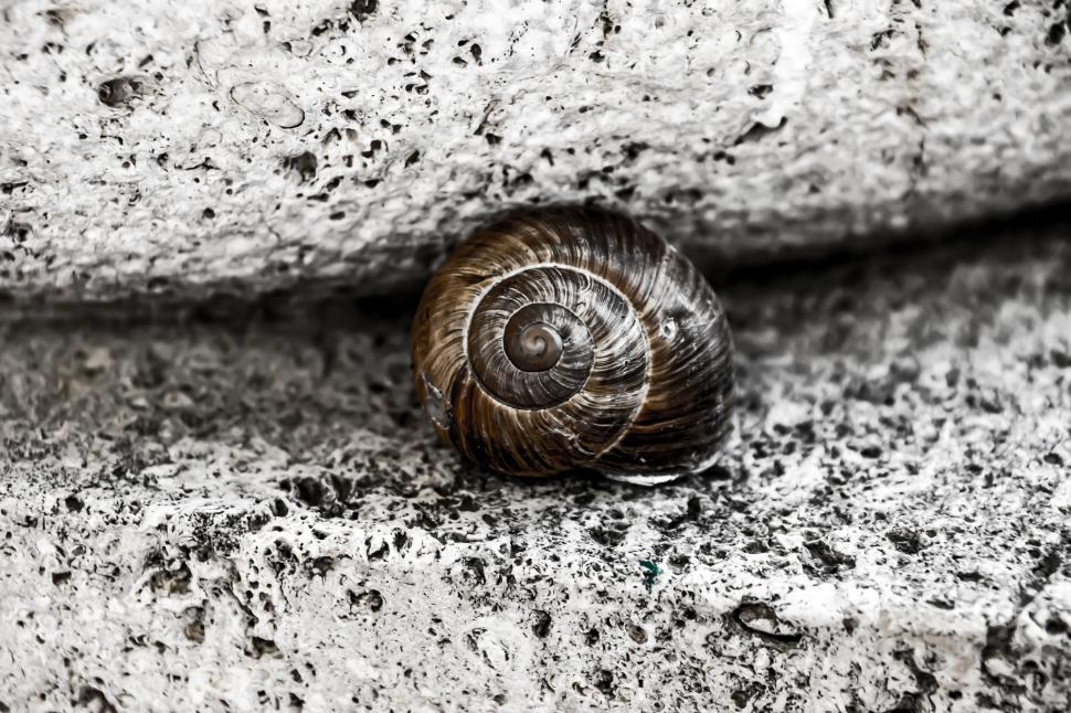 Free Stock Photo of Snail Shell on a Textured Stone Surface Outdoors ...