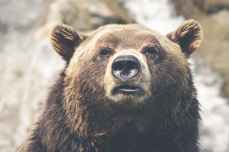 Free Image of Close-up of a brown bear with fur detail visible clearly. 