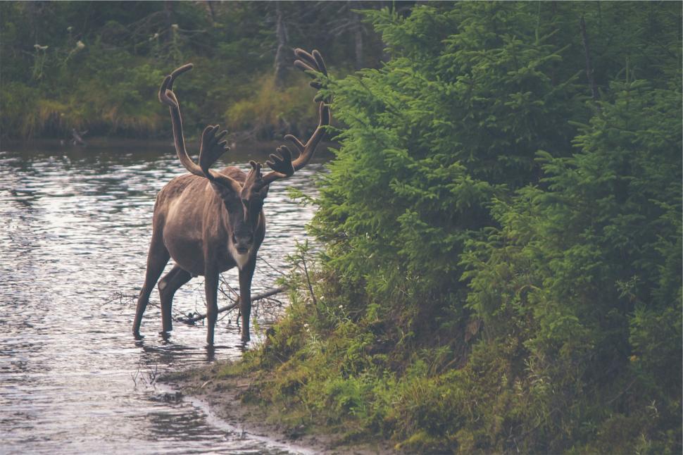 Free Image of Large reindeer standing by the water in a forest 