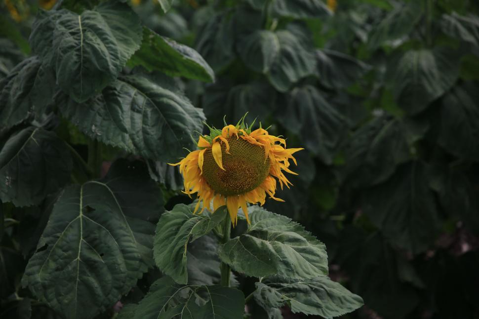 Free Image of Sunflower field with one prominent sunflower in focus 