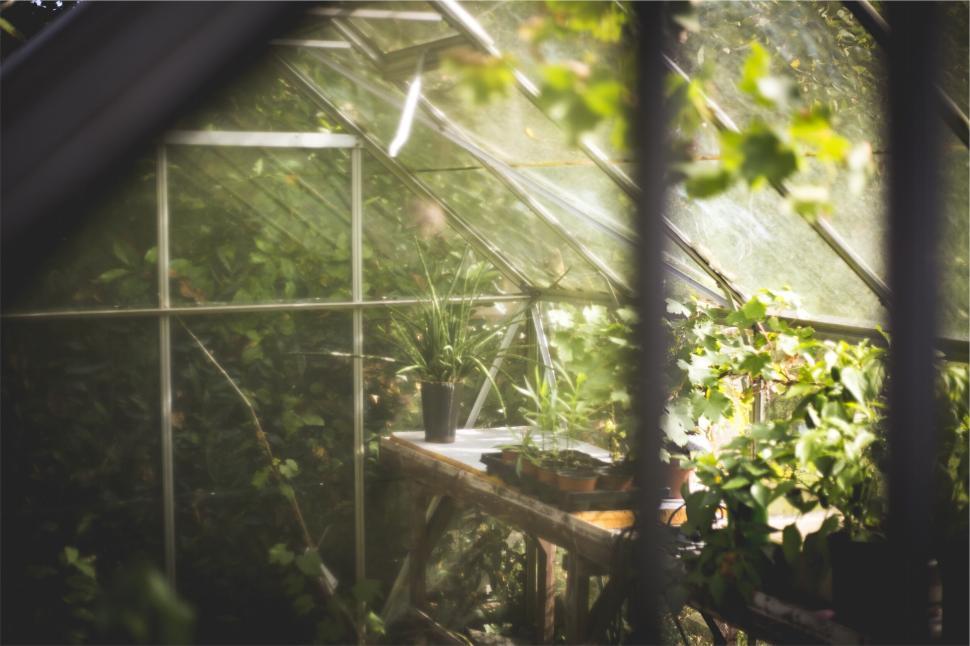 Free Image of Inside view of a greenhouse with various potted plants 