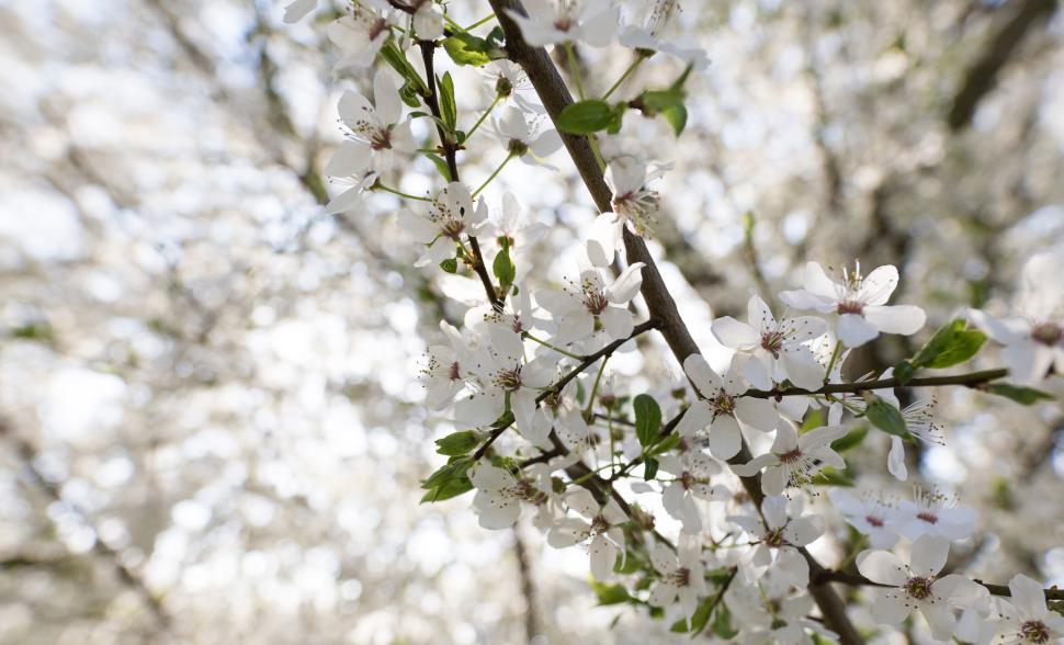 Free Image of Blossoming tree branch close-up with white flowers. 