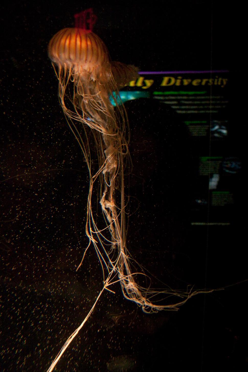 Free Image of Jellyfish 