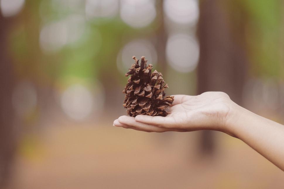 Free Image of Person s hand holding a pinecone in a forest setting. 