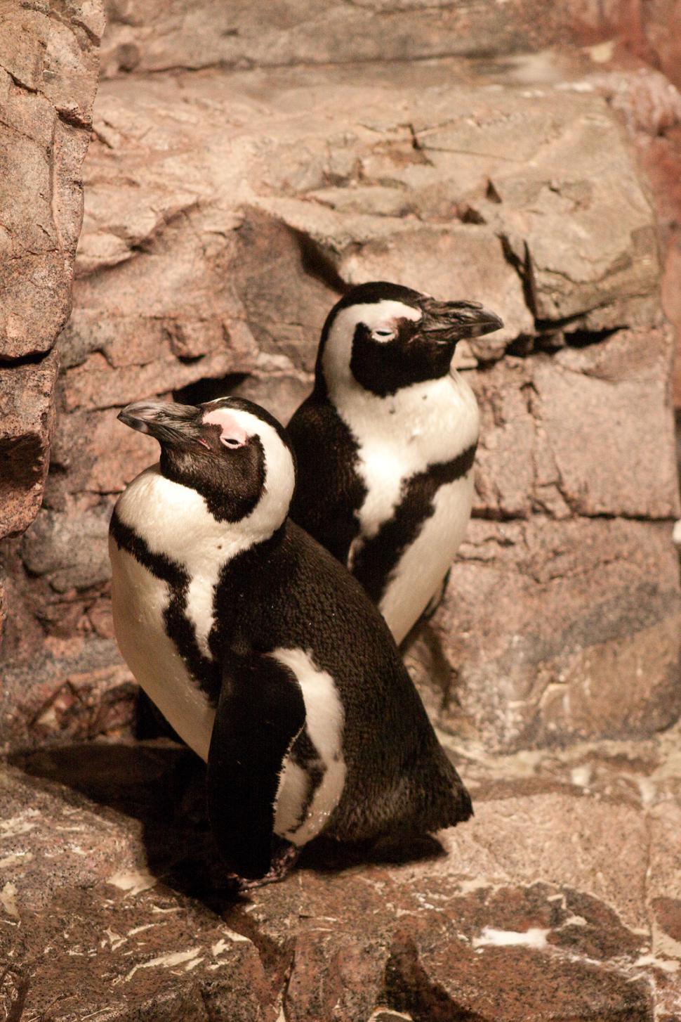 Free Image of Penguins! 