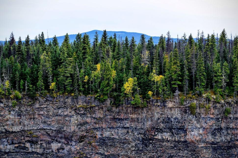 Free Image of Dense forest with mountain in background on a sunny day 