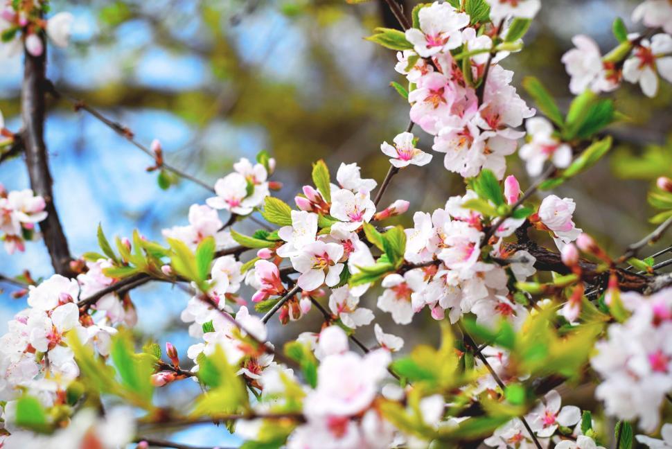Free Image of Blossoming cherry tree branch with pink flowers in spring 