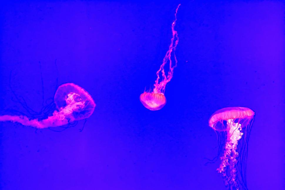 Free Image of Three glowing jellyfish in a vibrant purple-blue sea 