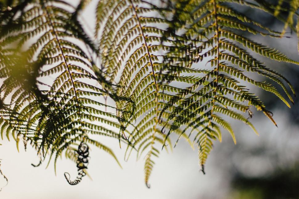 Free Image of Close-up of green fern leaves in bright sunlight 