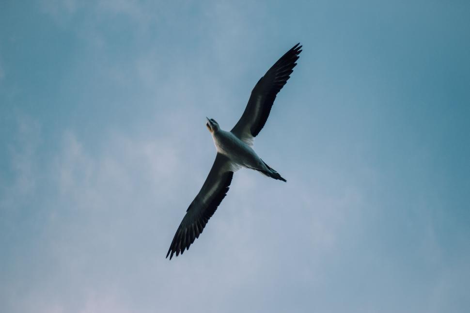 Free Image of Bird soaring high in blue sky with open wings 