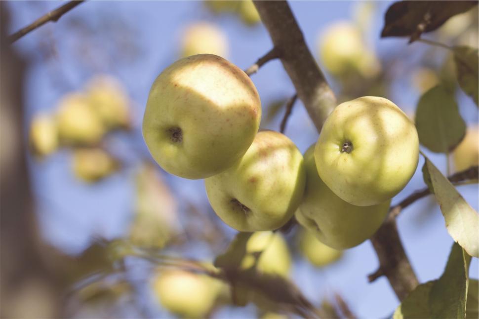 Free Image of Green apples hanging on tree branches with blue sky background. 