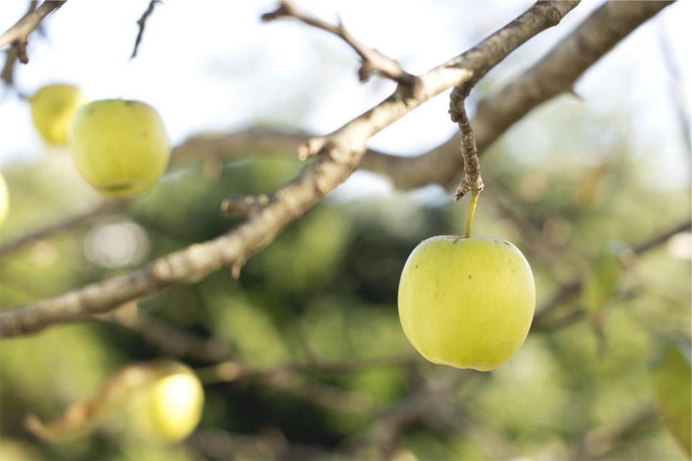 Free Image of Single green apple hanging on a branch with blurred background. 