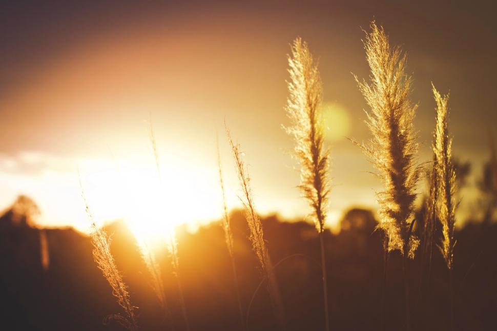 Free Image of Golden grass illuminated by the setting sun s warm rays 