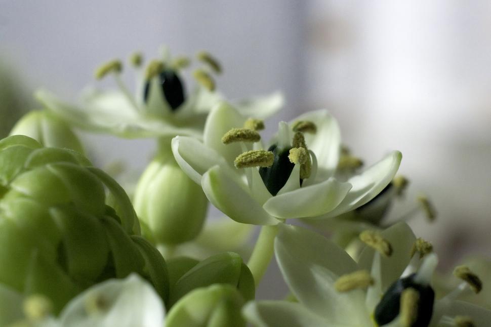 Free Image of White flowers 