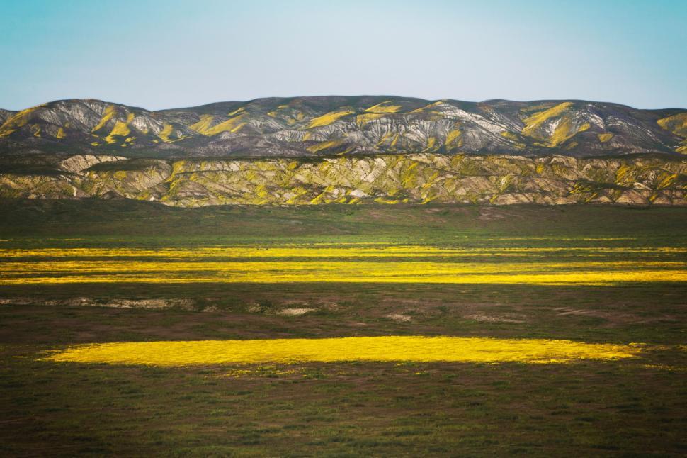 Free Image of Yellow wildflowers bloom in vast field with mountains 