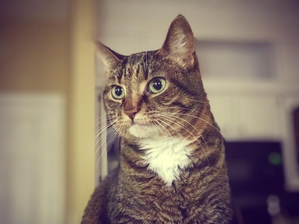 Free Image of Close-up of a tabby cat with a curious expression 