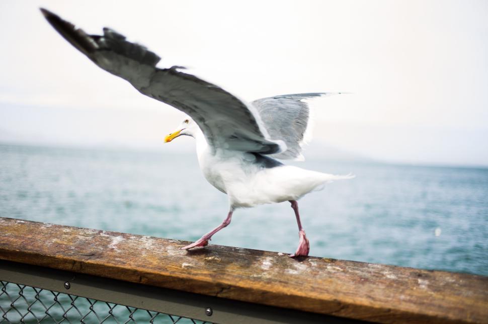 Free Image of Seagull spreading its wings near the water, in motion 