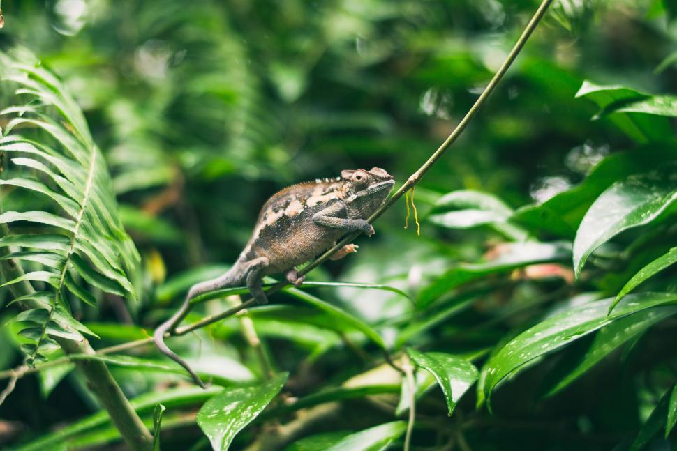 Free Image of Chameleon on a branch in dense green foliage, nature shot 