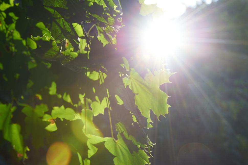 Free Image of Sunlight filtering through lush green leaves on tree 