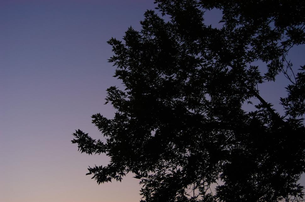 Free Image of Silhouette of tree against a gradient twilight sky 