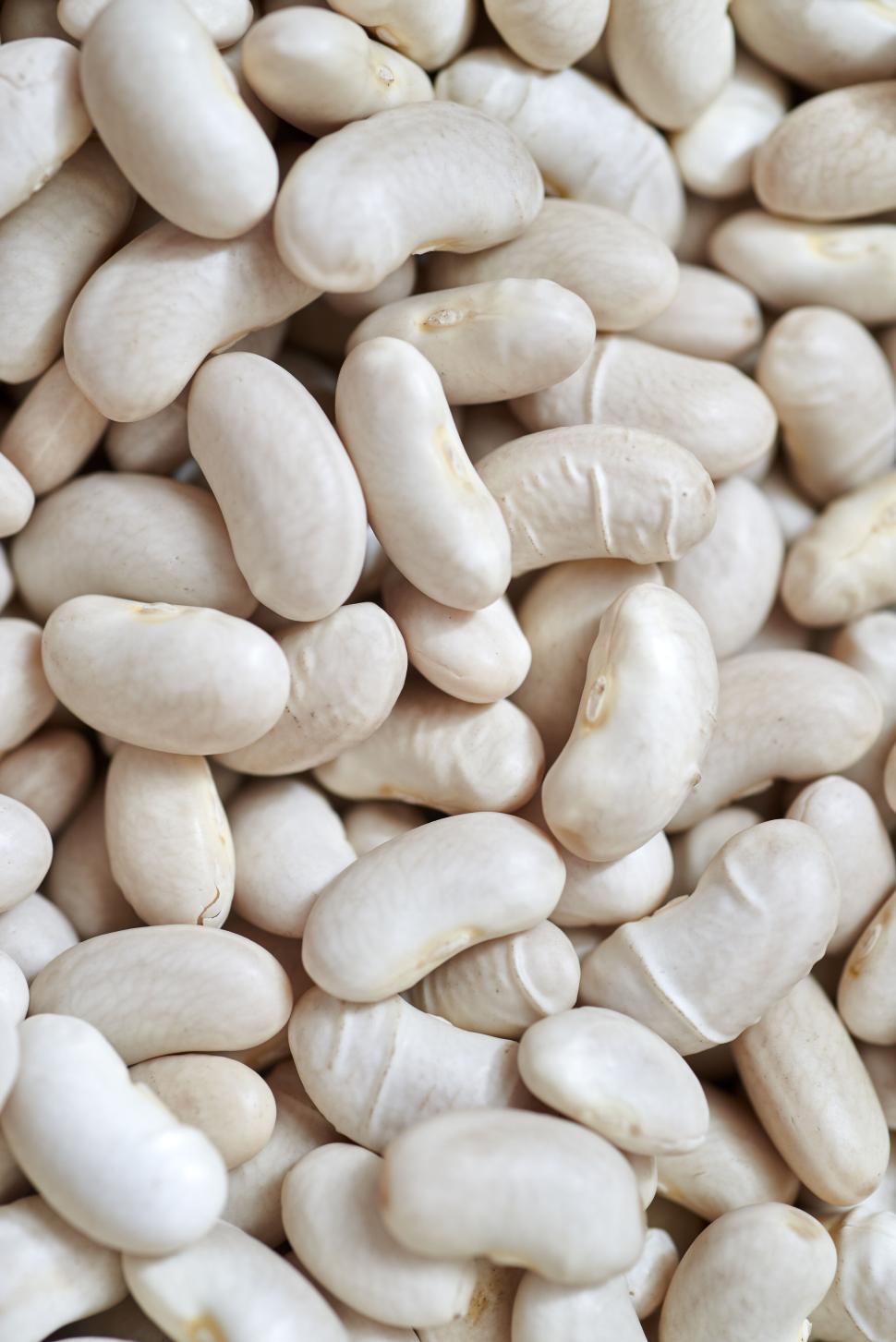 Free Image of Heap of raw white beans ready for cooking or planting. 