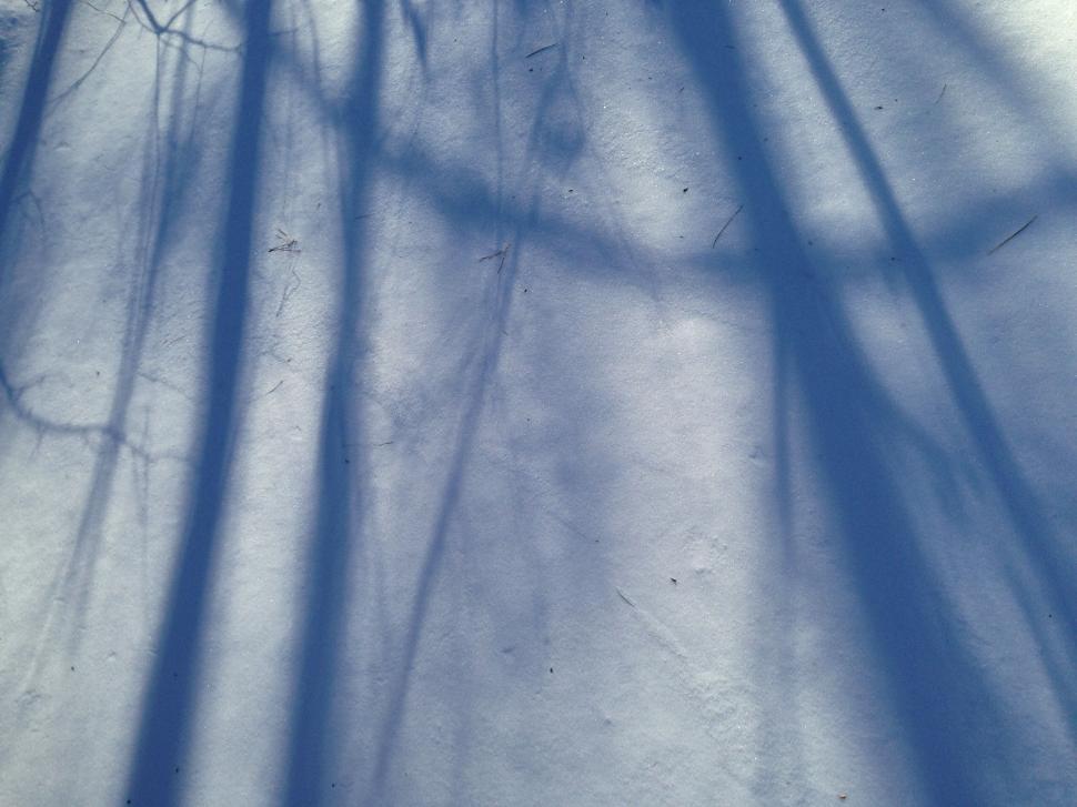 Free Image of Winter shadows of bare trees on snowy ground surface 