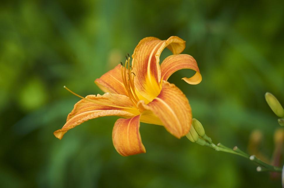 Free Image of Bright orange lily blooming in a lush green garden 