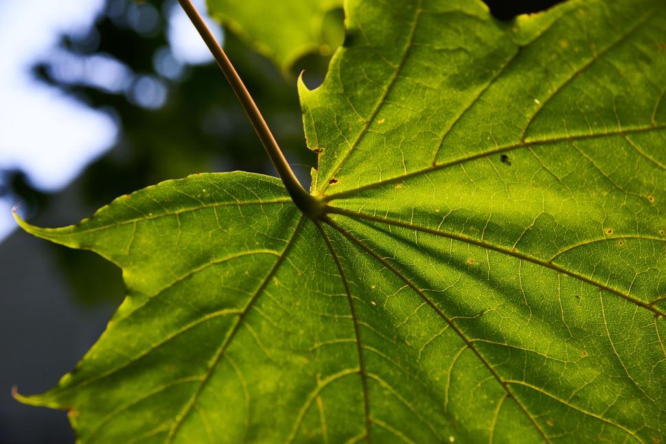 Free Image of Close-up green leaf in sunlight showing veins and texture. 