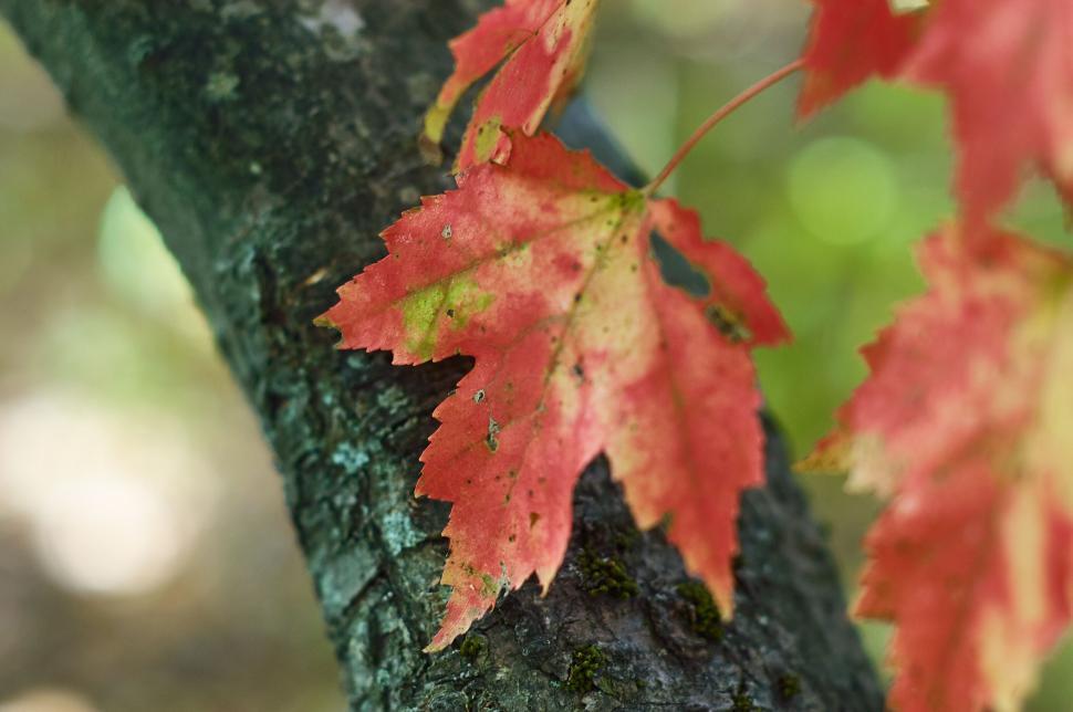 Free Image of Red maple leaves on a tree branch during autumn season 