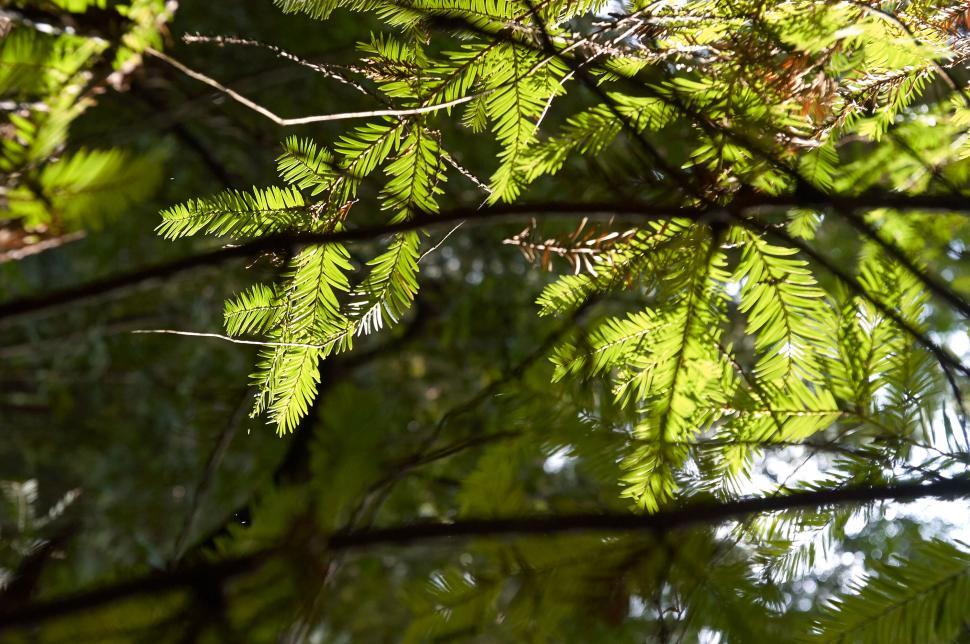 Free Image of Sunlit fern leaves in forest with dappled light effects 