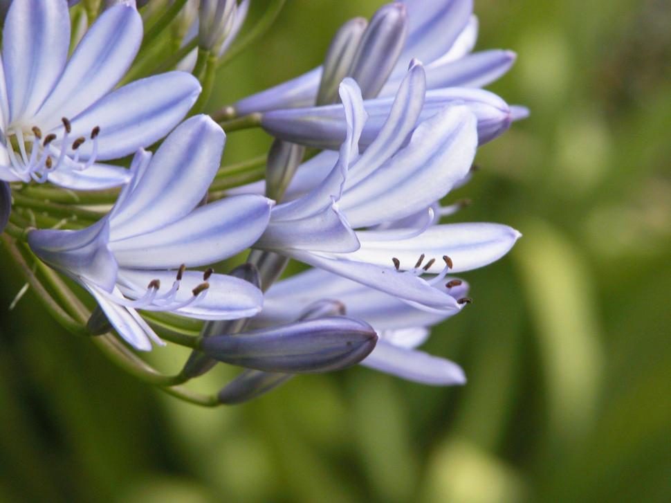 Free Image of Vibrant purple flowers blooming in close-up view 
