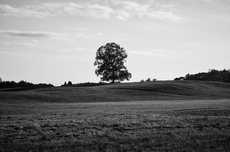 Free Image of Lone tree on a serene hillside under a cloudy sky 