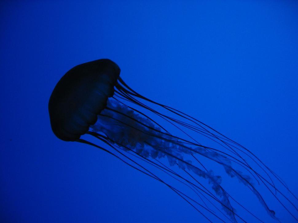 Free Image of Silhouette of a jellyfish swimming in the deep blue sea. 