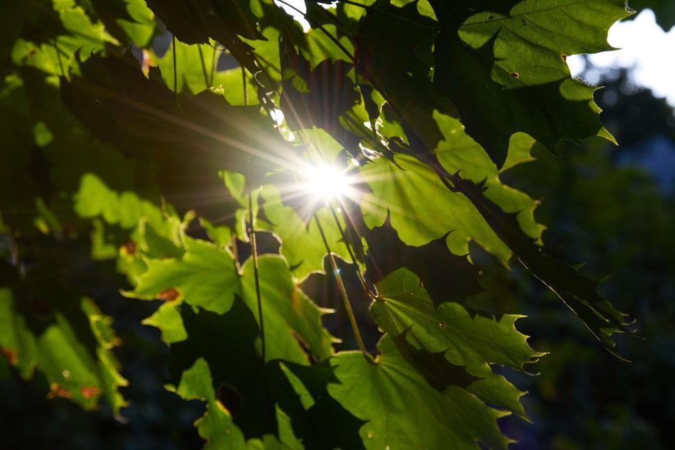 Free Image of Sunlight filtering through green leaves on a sunny day. 