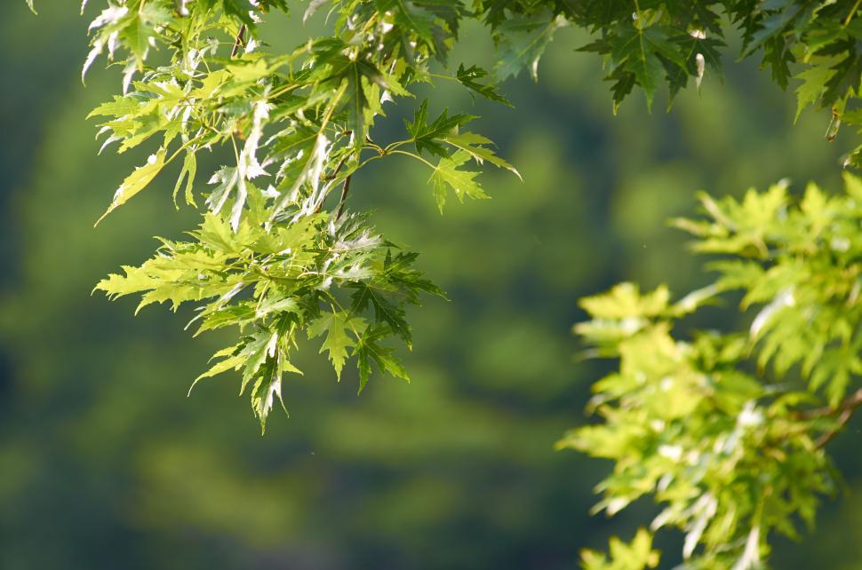Free Image of Sunlit green leaves hanging from tree on a sunny day 