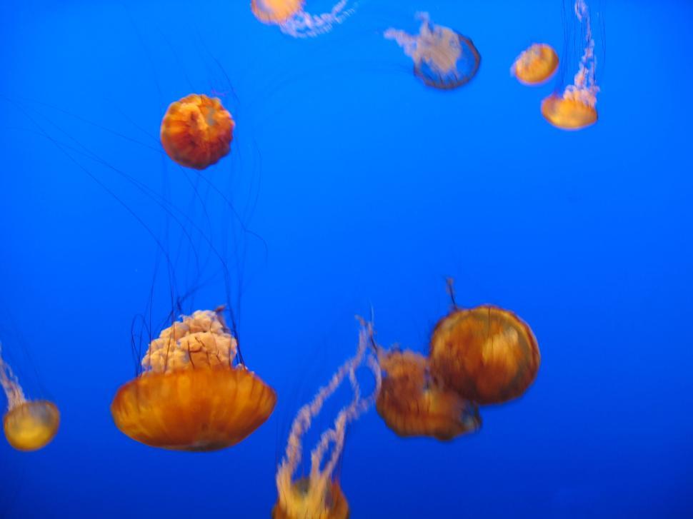 Free Image of Graceful jellyfish swimming in deep blue ocean water 