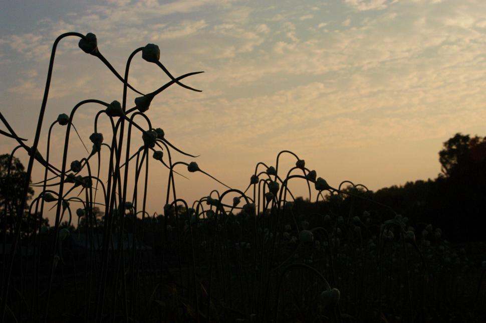silhouette-of-flowers-bending-towards-th
