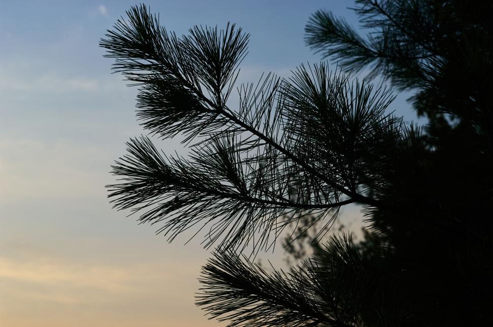 Free Image of Pine tree branch silhouette against a sunset sky. 