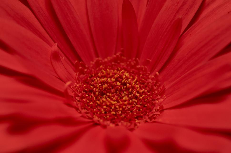 Free Image of Close up of a red flower showing detailed center stamens 