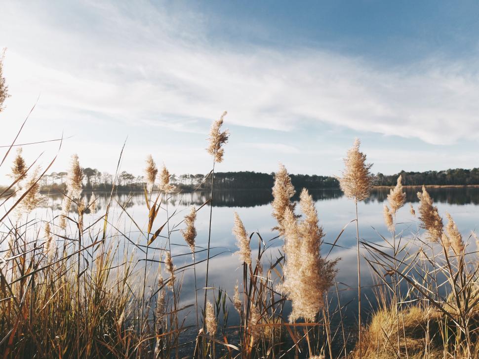 Free Image of Reed plants swaying by the lake under a clear blue sky 