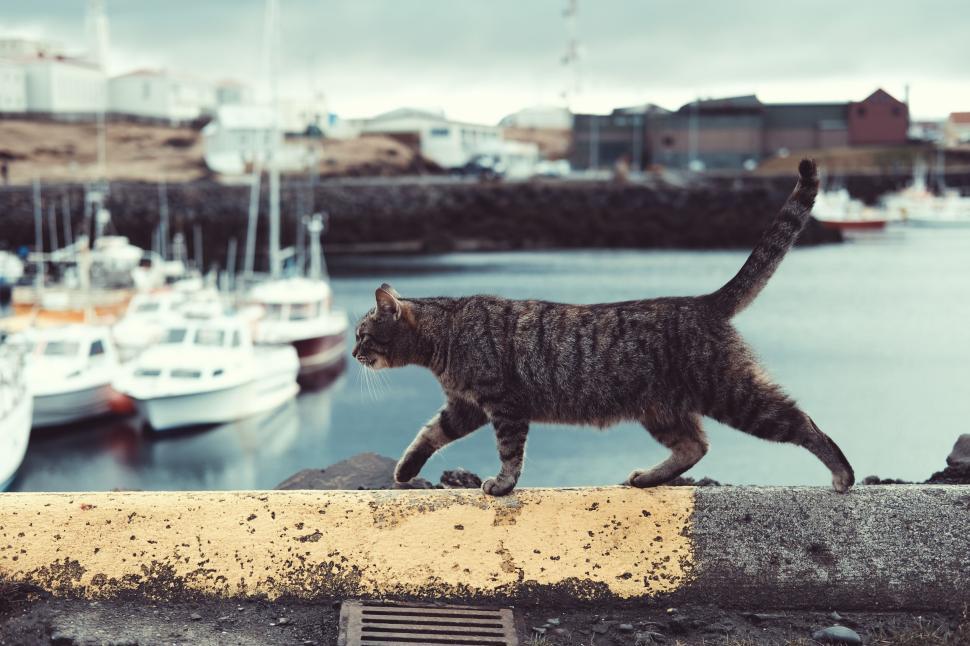 Free Image of Cat walking on a barrier near boats and harbor view 
