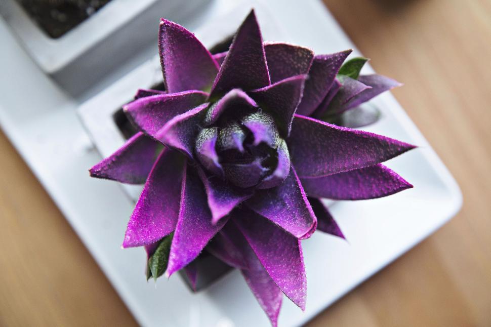Free Image of Top view stylish purple plant in white pot setup. 