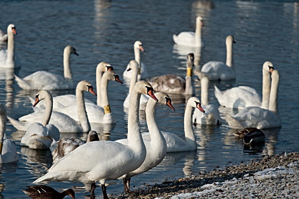 Free Image of Birds 