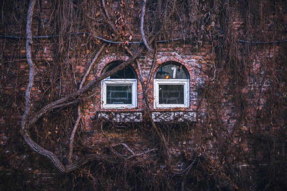 Free Image of Abandoned building wall with ivy and overgrown windows. 