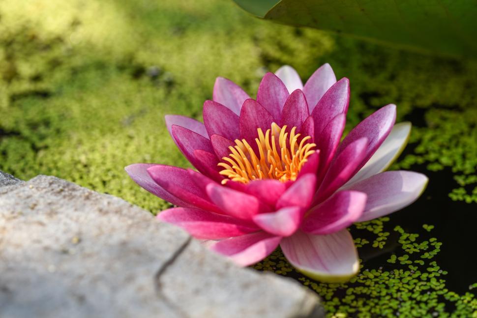 Free Image of Beautiful pink lotus flower in tranquil water with leaves 